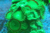 Palythoa Green Bottom Thumbnail