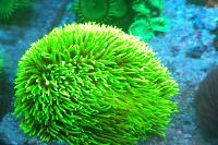 Green Star Polyp Thumbnail