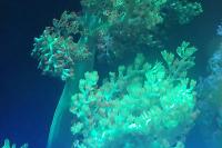 Kenya Tree Coral Thumbnail