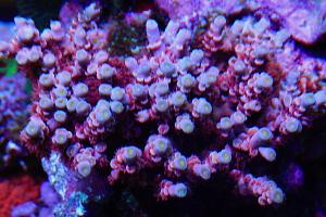 Tenuis Acropora Coral Thumbnail