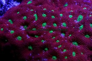 Tyree War Coral Thumbnail