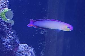 Purple Firefish Thumbnail