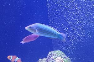 tail-spot wrasse Thumbnail