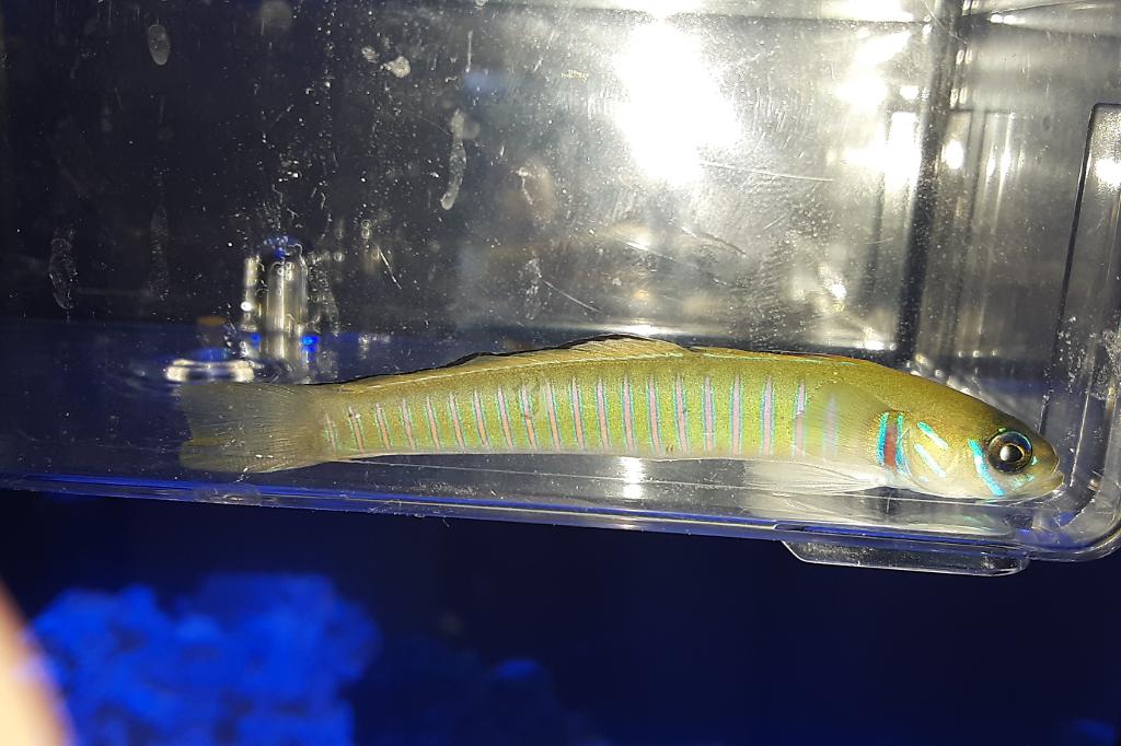 Pinkbar Goby / Amblyeleotris aurora 30