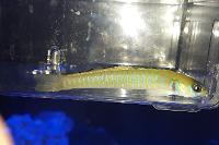 Pinkbar Goby Thumbnail