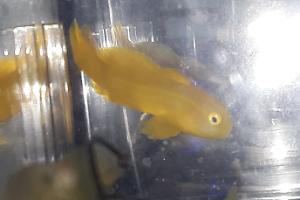 Yellow Clown Goby Thumbnail