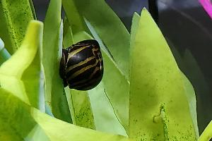 Nerite Snail Thumbnail