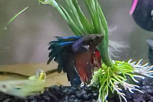 Betta Thumbnail