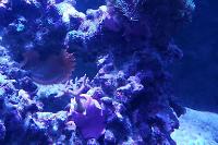 Birdsnest Coral Thumbnail