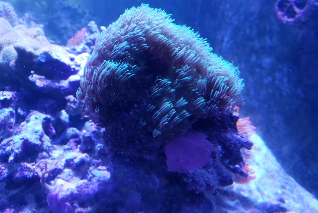 Green Star Polyps