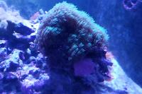 Green Star Polyps Thumbnail