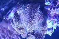 Thick Finger Leather Coral Thumbnail