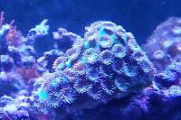 Pagoda Coral Thumbnail