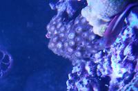 Zoanthid Thumbnail