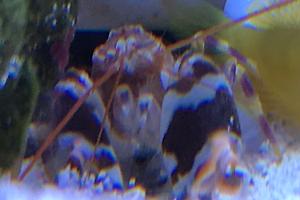 Tiger pistol shrimp Thumbnail