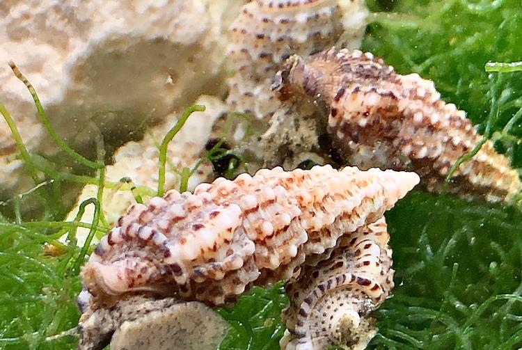 Fly Speckled Cerith Snail