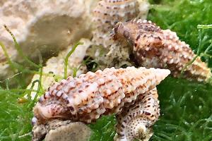 Fly Speckled Cerith Snail Thumbnail