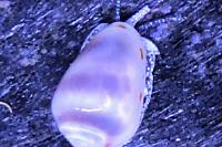 Marginella Snail Thumbnail