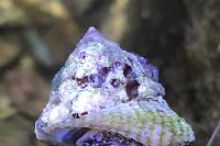 Astraea Conehead Snail Thumbnail