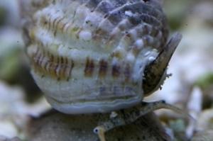 Nassarius Vibex Snail Thumbnail