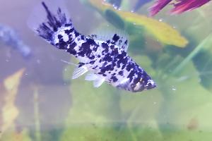 Dalmatian Molly Thumbnail