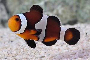 black onyx clownfish Thumbnail