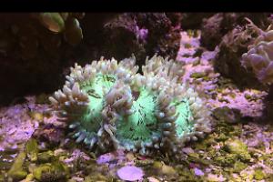 Elegance Coral Thumbnail