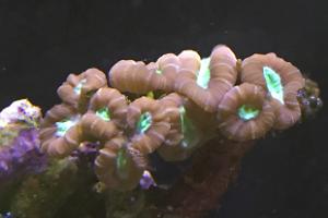 Candy Cane Coral Thumbnail