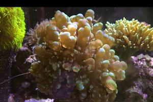 Frogspawn Coral - Branched Thumbnail