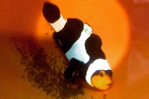 Mocha clownfish Thumbnail