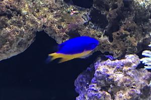 Fijin yellow tail damsel Thumbnail