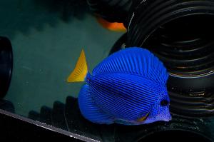 Purple Tang Thumbnail