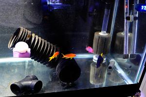 Lyretail Anthias Thumbnail