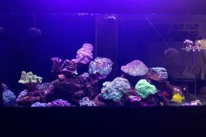 Chen's First Mixed Reef Thumbnail