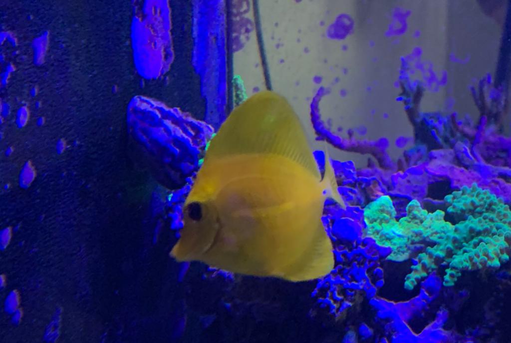 Yellow tang