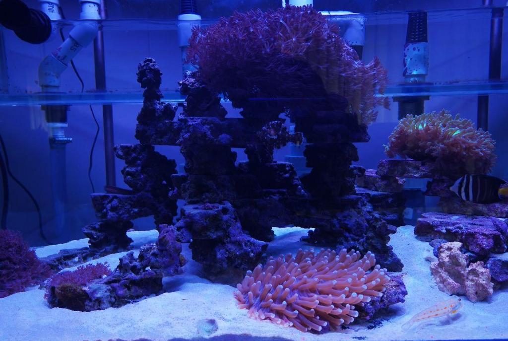 Close up of some of the corals and fish #3