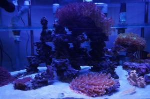 My Aquarium Thumbnail