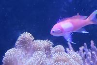 Squareback anthias Thumbnail