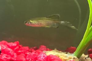 long fin leopard danio Thumbnail