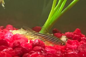 zebra danio Thumbnail