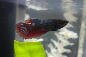 female betta Thumbnail