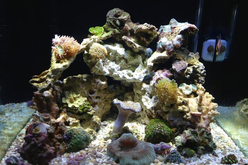 My Coral Reef Thumbnail