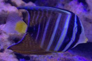 Sailfin tang Thumbnail