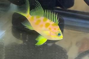 Blotchy Anthias Thumbnail