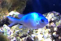 Green Chromis Thumbnail