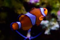 Clown fish Thumbnail