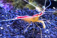 Skunk Cleaner Shrimp Thumbnail