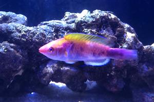 Multicolor Lubbock's Fairy Wrasse Thumbnail