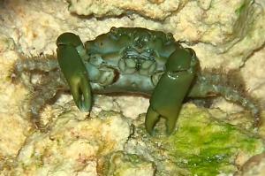 Emerald Crab Thumbnail