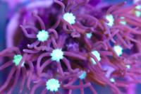 Starburst Polyp Thumbnail